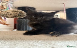 Maine Coon cats for sale:  Maine Coon Kittens Looking for Loving Homes 🐾 - Image 3