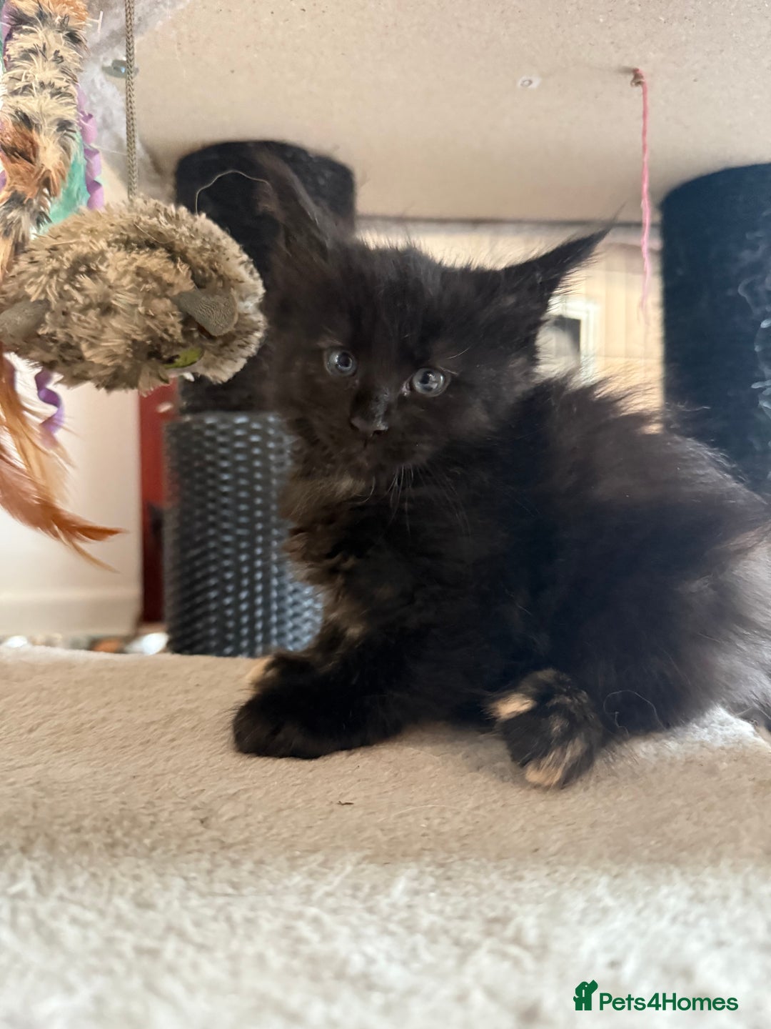 Maine Coon cats for sale:  Maine Coon Kittens Looking for Loving Homes 🐾 - Image 3