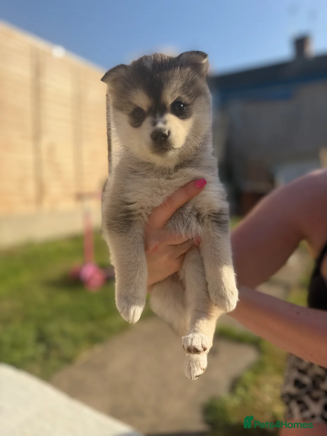 Pomsky dogs for sale: Pomsky puppies  in Birmingham - Advert 1