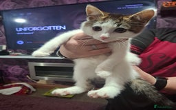 Mixed Breed cats for sale: 5 beautiful kittens  - Image 4