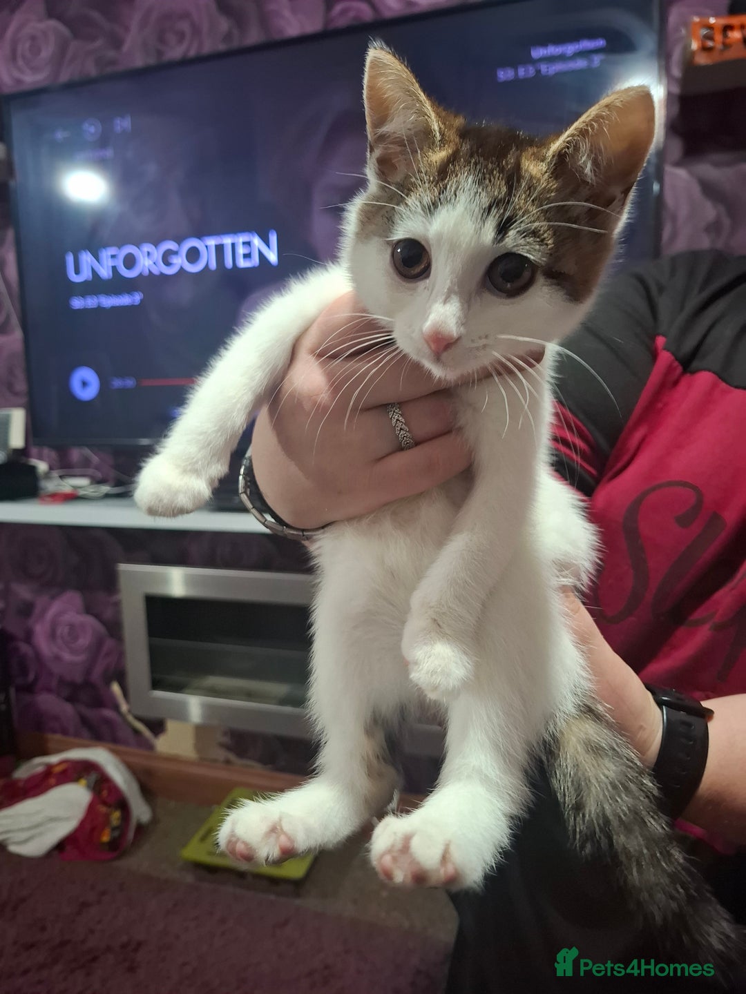 Mixed Breed cats for sale: 5 beautiful kittens  - Image 4