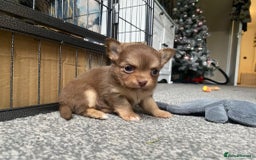 Chihuahua dogs for stud: STUD: Gorgeous White Long Coat Chihuahua  in Aldershot - Image 26