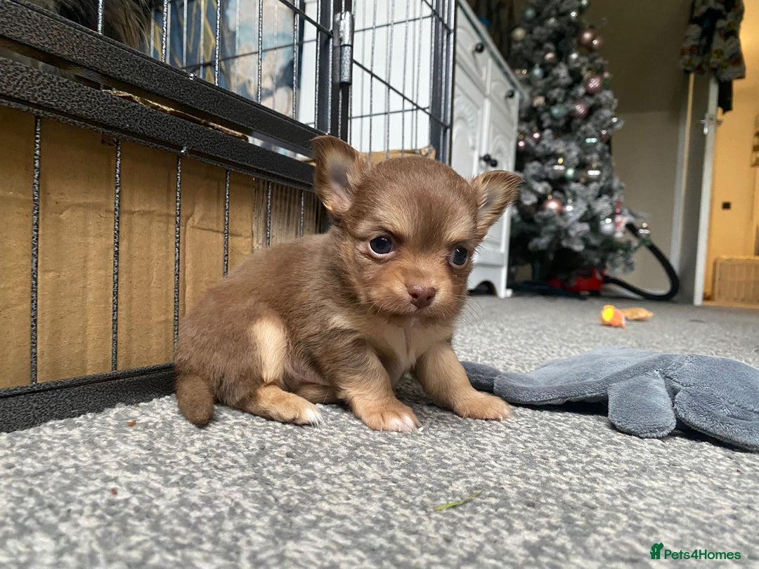Chihuahua dogs for stud: STUD: Gorgeous White Long Coat Chihuahua  in Aldershot - Image 26