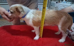 Mixed Breed dogs for sale: Hi my name is Boo - Image 3