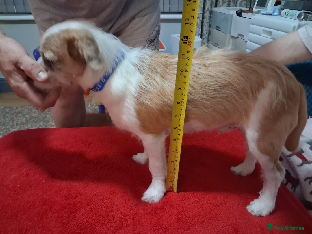 Mixed Breed dogs for sale: Hi my name is Boo - Image 3