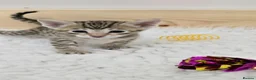 Savannah cats for sale: F8 savannah kittens- TICA registered  - Advert 5