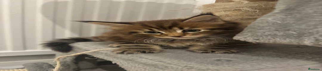 Maine Coon Kitten 2