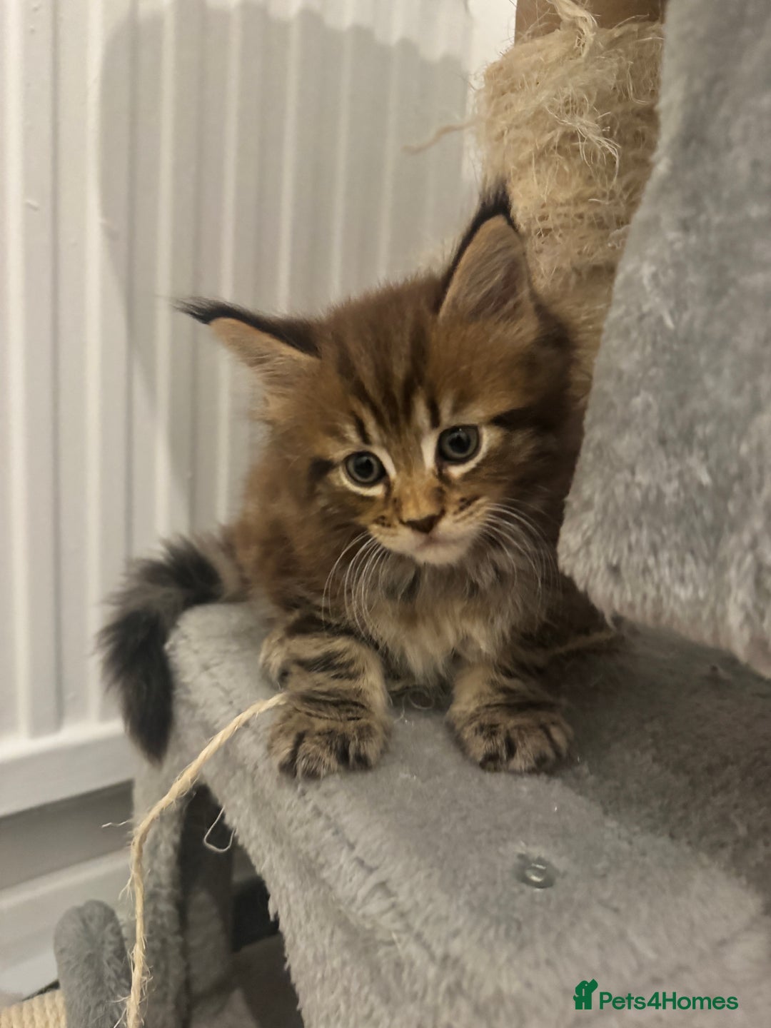 Maine Coon cats for sale: 😻😻 Beautiful Maine coones 😻 - Image 1