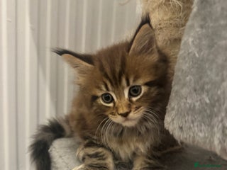 Maine Coon cats - Advert 27