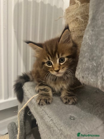 Maine Coon cats - Advert 5