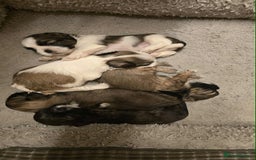 Shih Tzu dogs for sale: Shih Tzu - Image 11