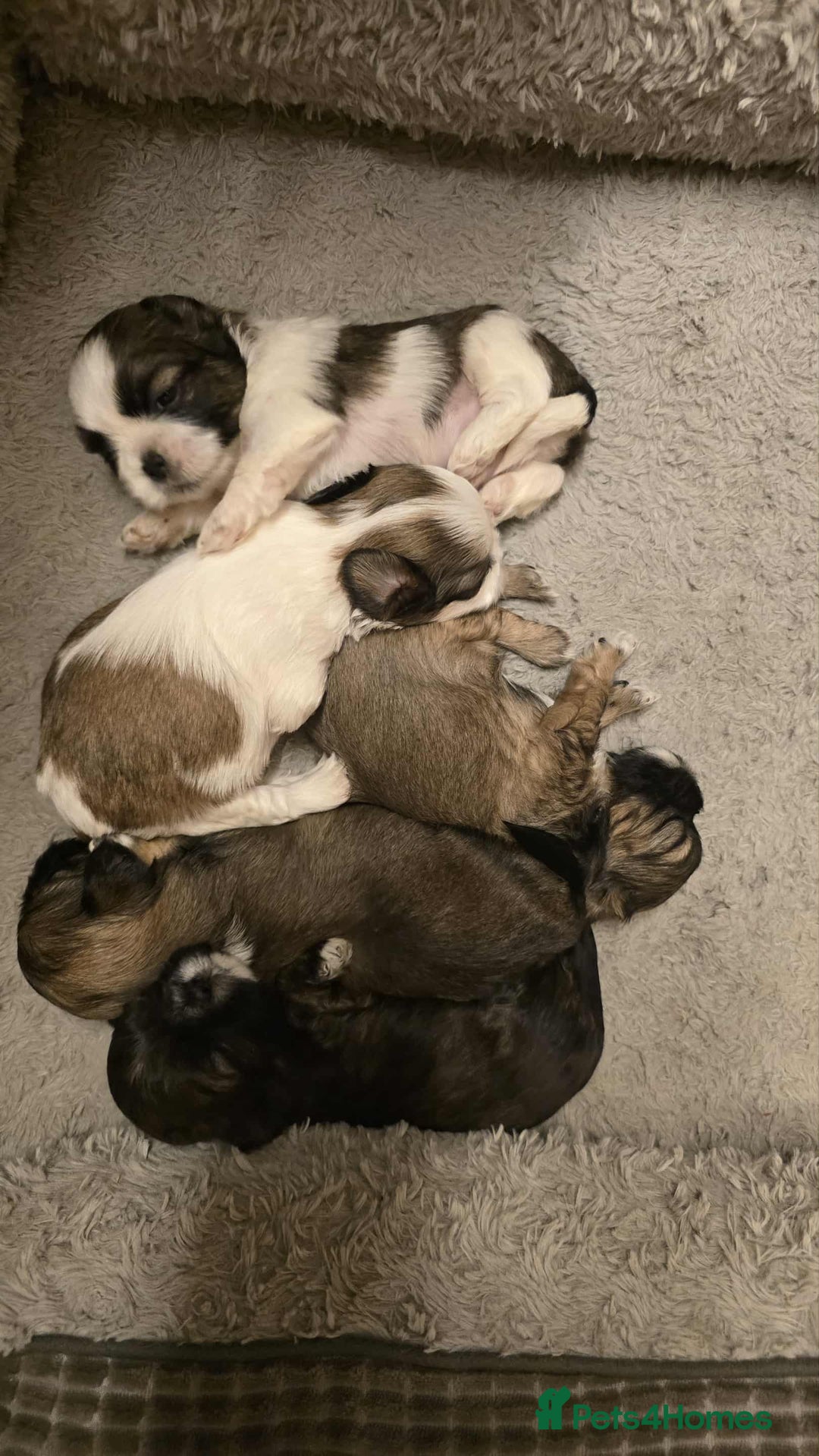 Shih Tzu dogs for sale: Shih Tzu - Image 11