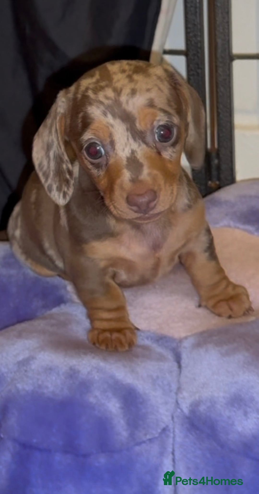 Miniature Dachshund dogs for sale: 🐾🌟KC Reg Miniature Dachshund Puppies🌟🐾 - Advert 23