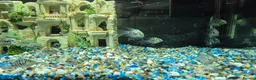 Cichlids fish for sale: Polar blue parrots in Aylesbury - Advert 10