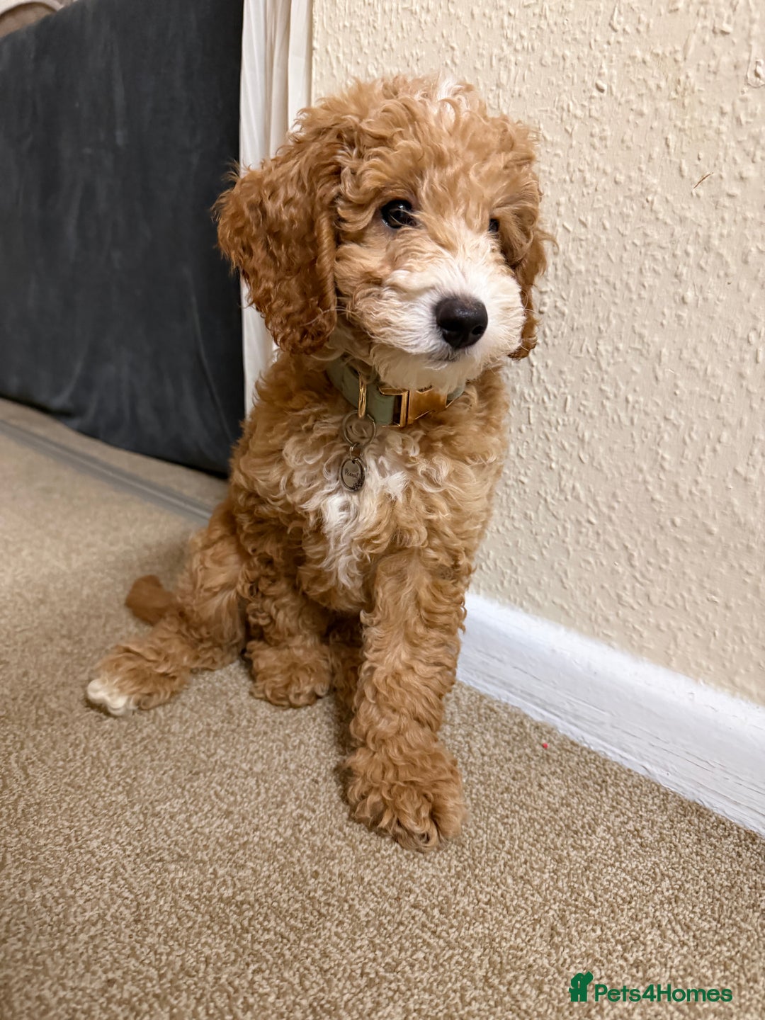 Cockapoo dogs for sale: Male cockapoo  - Advert 6