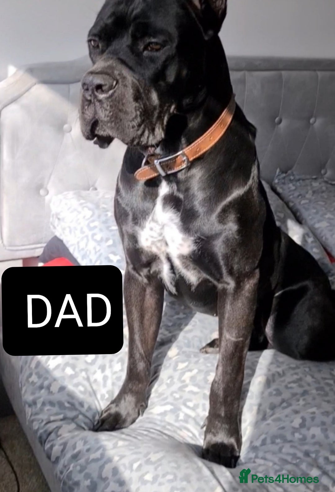 Cane Corso dogs for sale: READY TO LEAVE! BIG, CHUNKY Cane Corso puppies! - Advert 21