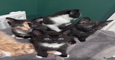 Mixed Breed cats - Advert 3