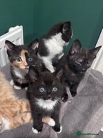 Mixed Breed cats - Advert 16