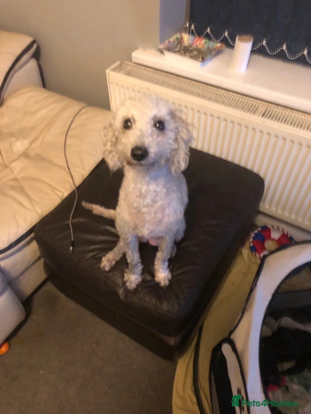 Bedlington Terrier dogs for sale: Male Bedlington puppies - Advert 4