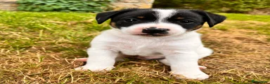 Jack Russell 1