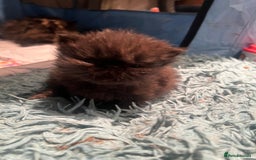 Persian cats for sale: Gorgeous Black Persian Kittens – GCCF Registered  - Image 14