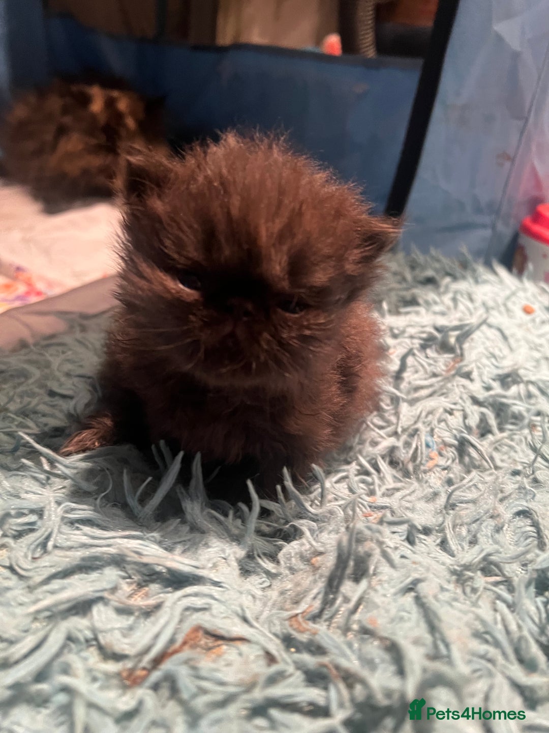 Persian cats for sale: Gorgeous Black Persian Kittens – GCCF Registered  - Image 14
