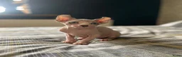 Sphynx cats for sale:     Exceptional Sphynx Kittens  - Advert 1