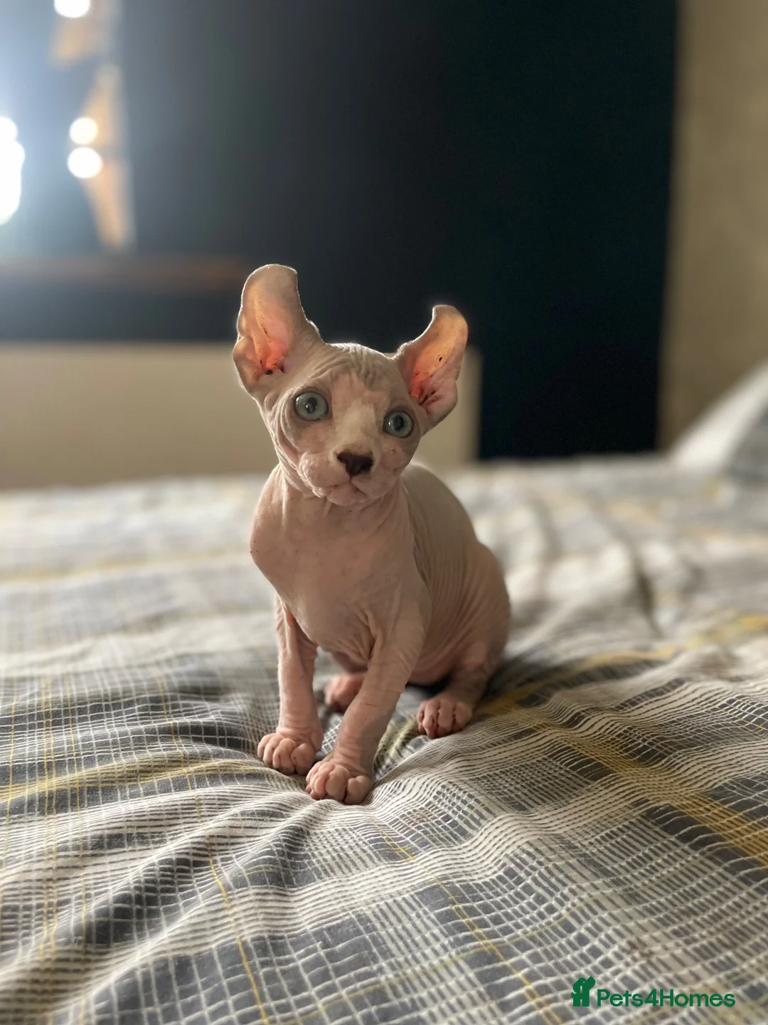 Sphynx cats for sale:     Exceptional Sphynx Kittens  - Advert 1