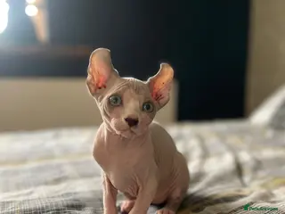 Sphynx cats Exceptional Sphynx Kittens - Advert 1