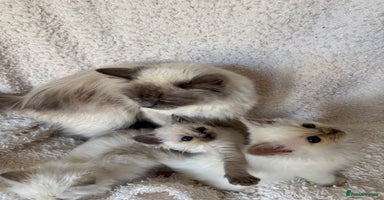 Birman cats - Advert 16