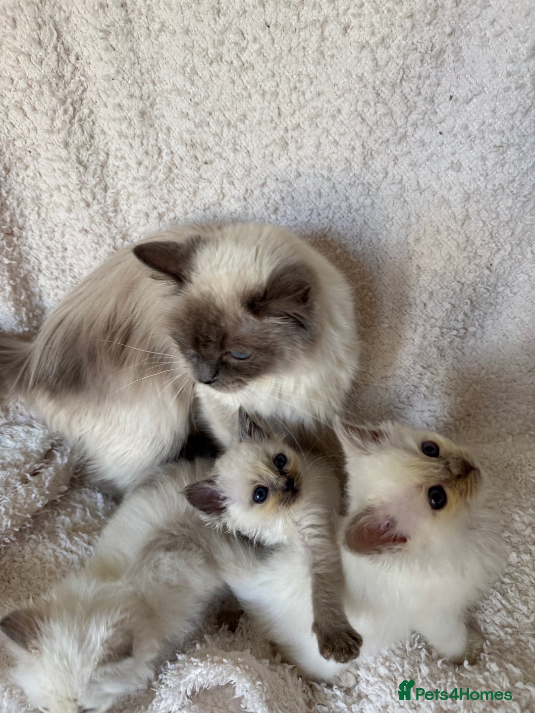 Birman cats for sale: Beautiful Birman Kittens - Image 16
