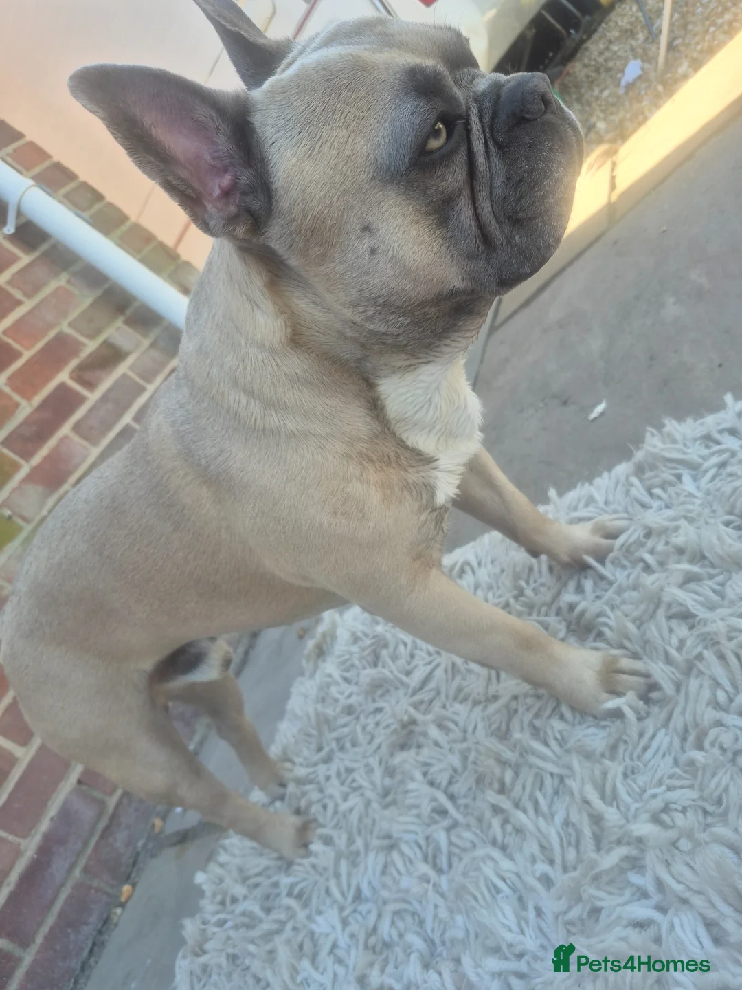 French Bulldog dogs for stud: PRINCE in Southampton - Advert 2