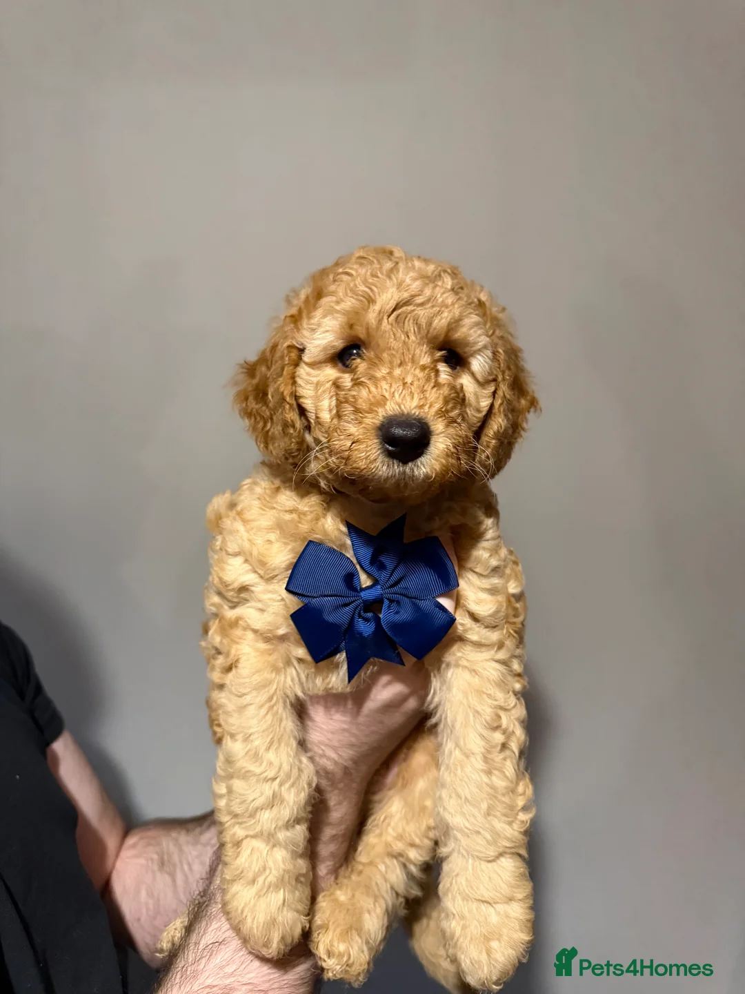 Labradoodle dogs for sale: Exceptional F1BB Labradoodle Puppies - Home Raised - Advert 37