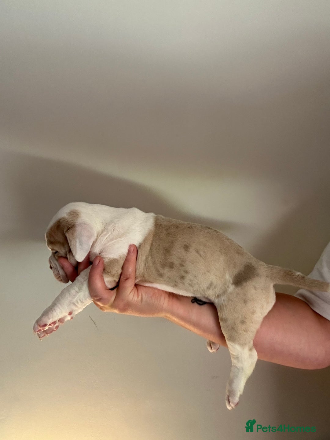 Mixed Breed dogs for sale: Olde English bulldog/ American bulldog - Image 9