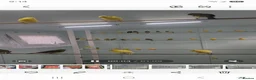 Canaries birds for sale: Roller canary  - Advert 3