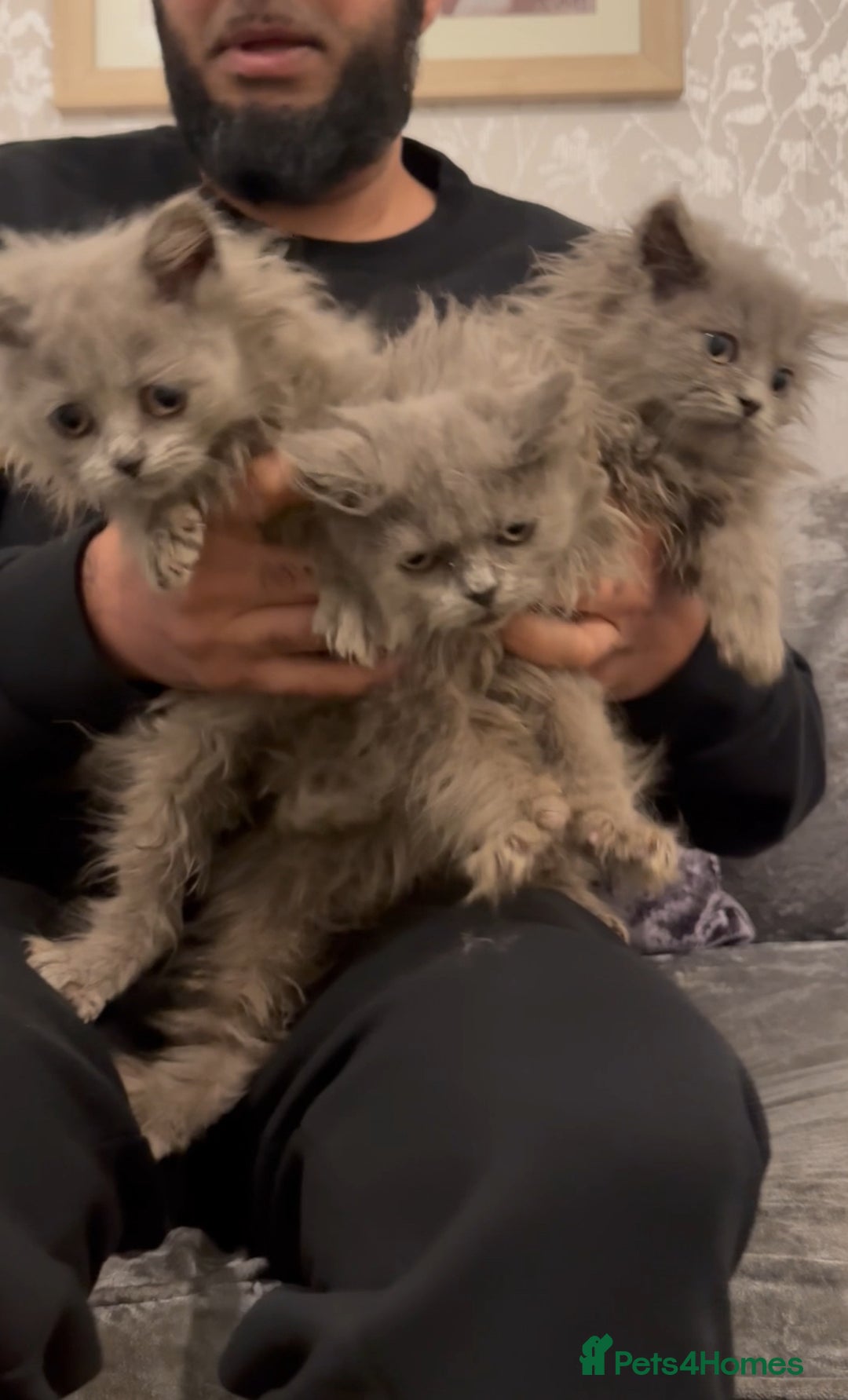 British Longhair cats for sale: Adorable British Longhair Kittens Ready Now! - Advert 26