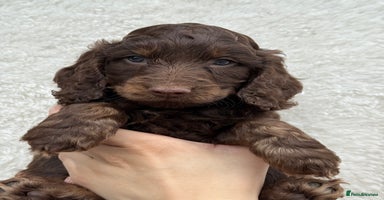 Cockapoo dogs - Advert 2
