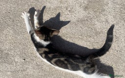Bengal cats for sale: Gorgeous Half Bengal Female - Image 4