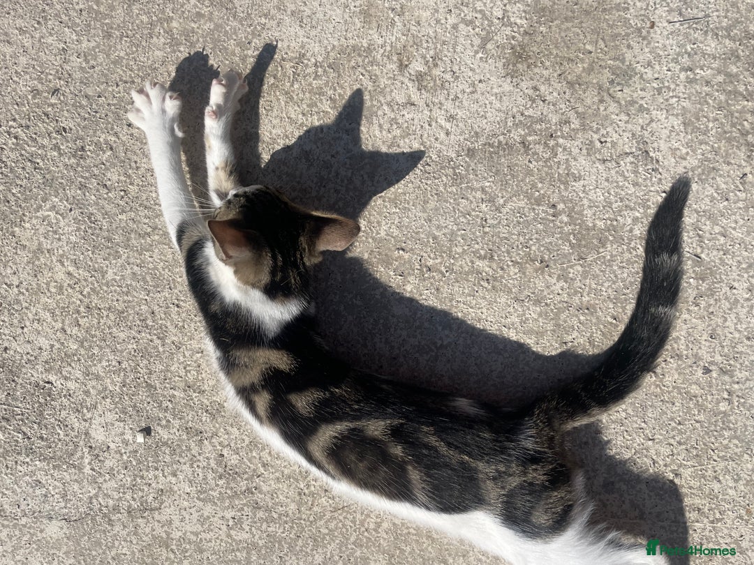 Bengal cats for sale: Gorgeous Half Bengal Female - Image 4