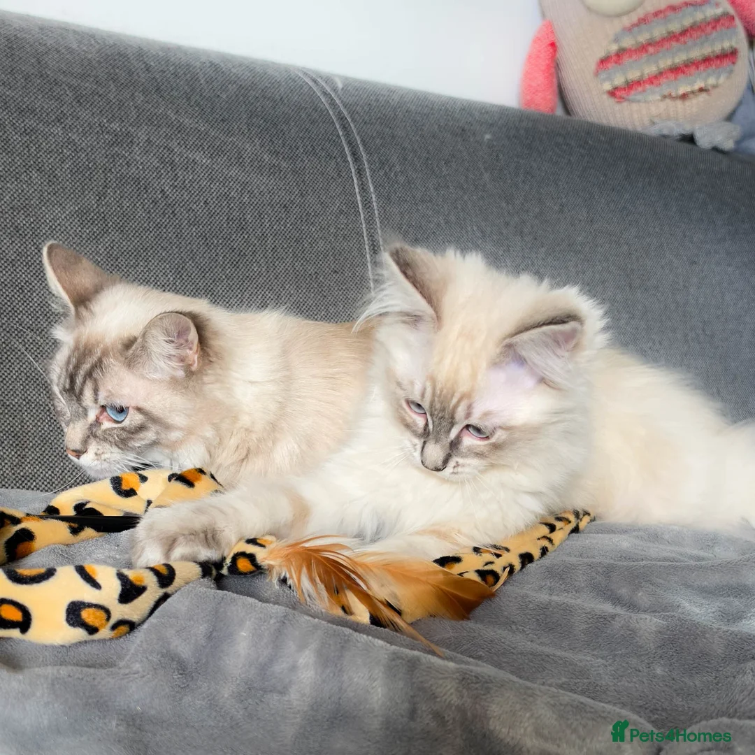 Ragdoll cats for sale: Pure Pedigree Ragdoll Kitten Blue Tabby GCCF - Advert 6