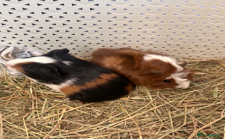 Guinea Pig rodents Gorgeous baby Guineapigs  - Advert 3