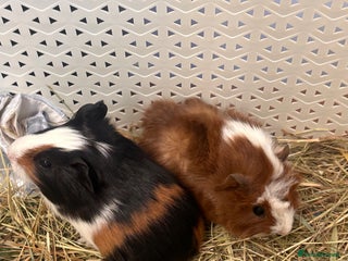Guinea Pig rodents Gorgeous baby Guineapigs - Advert 1