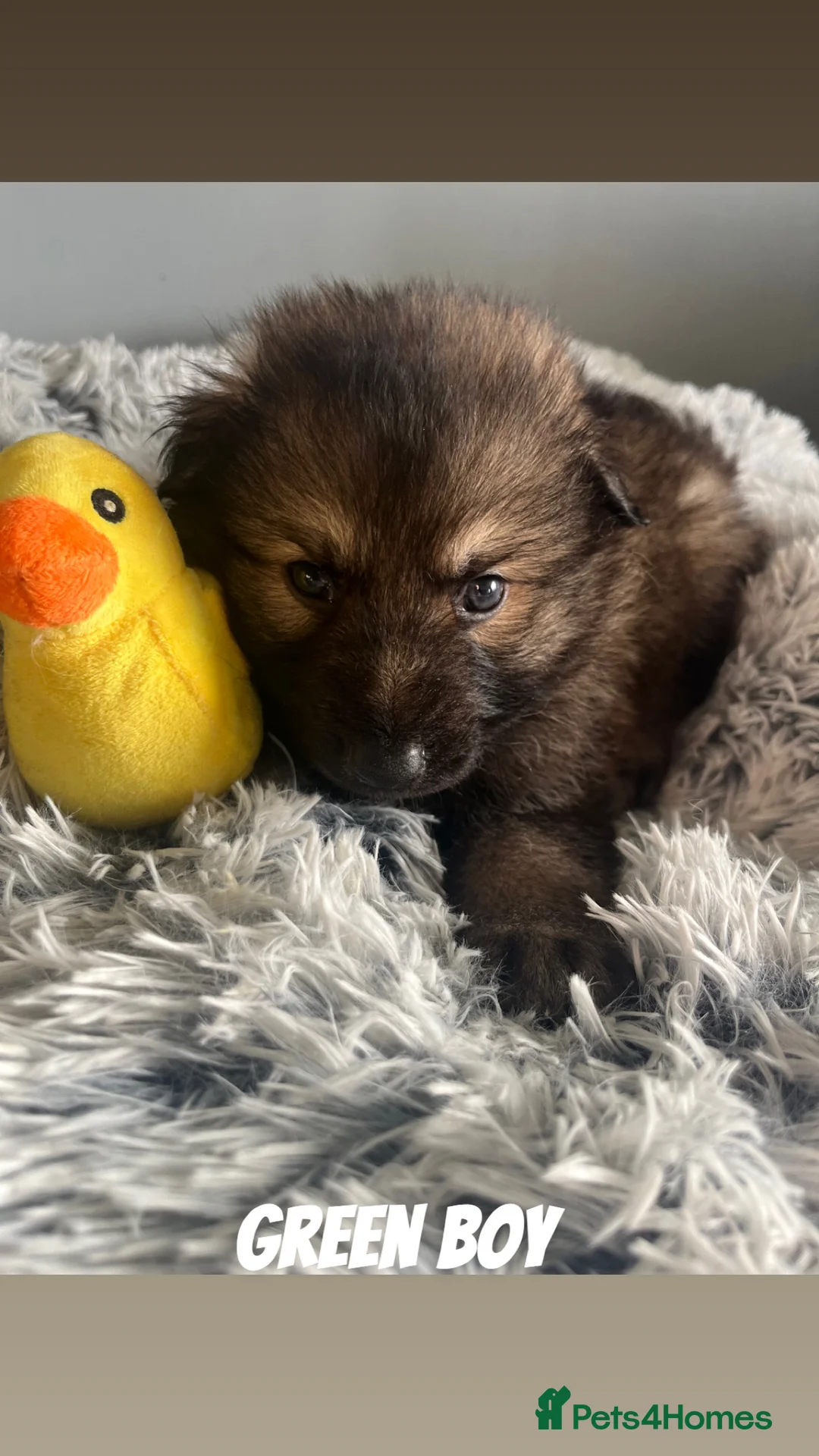 German Shepherd dogs for sale: Beautiful KC Reg Straight Back German Shepherds🐾 - Advert 33