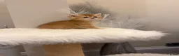 British Shorthair cats for sale: Golden & Silver BSH. 100% Pure pedigree Registered - Advert 20