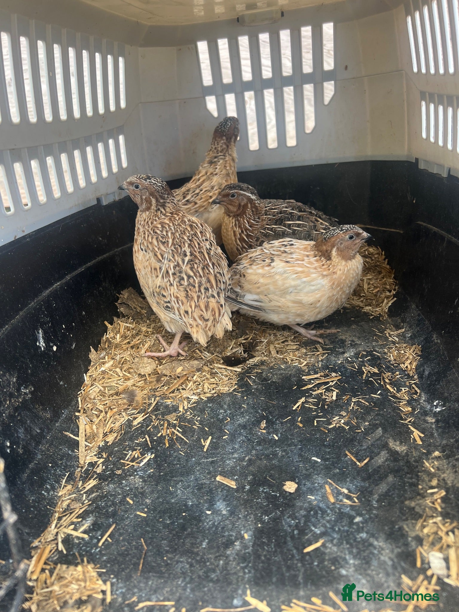 Mixed Breed birds 5 males quails for sale  - Advert 3