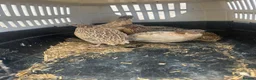 Mixed Breed birds for sale: 5 males quails for sale  - Advert 1