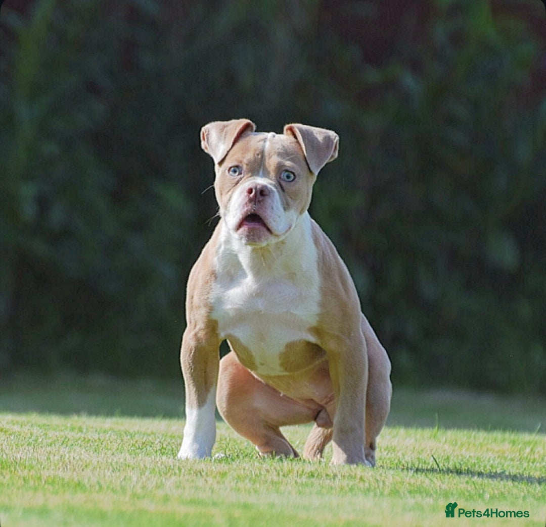 Olde English Bulldogge dogs for sale: Why Settle for Less? 5⭐️Rated,23 years experience  - Image 4
