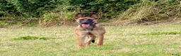 Belgian Shepherd Dog dogs for sale: Mali/dutch Female BRN  - Advert 13