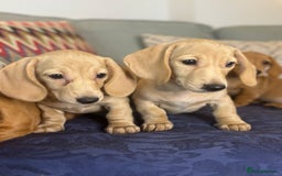 Miniature Dachshund dogs for sale: 🐶 Miniature Smooth Haired Dachshunds. KC REG. 🐶  - Image 19