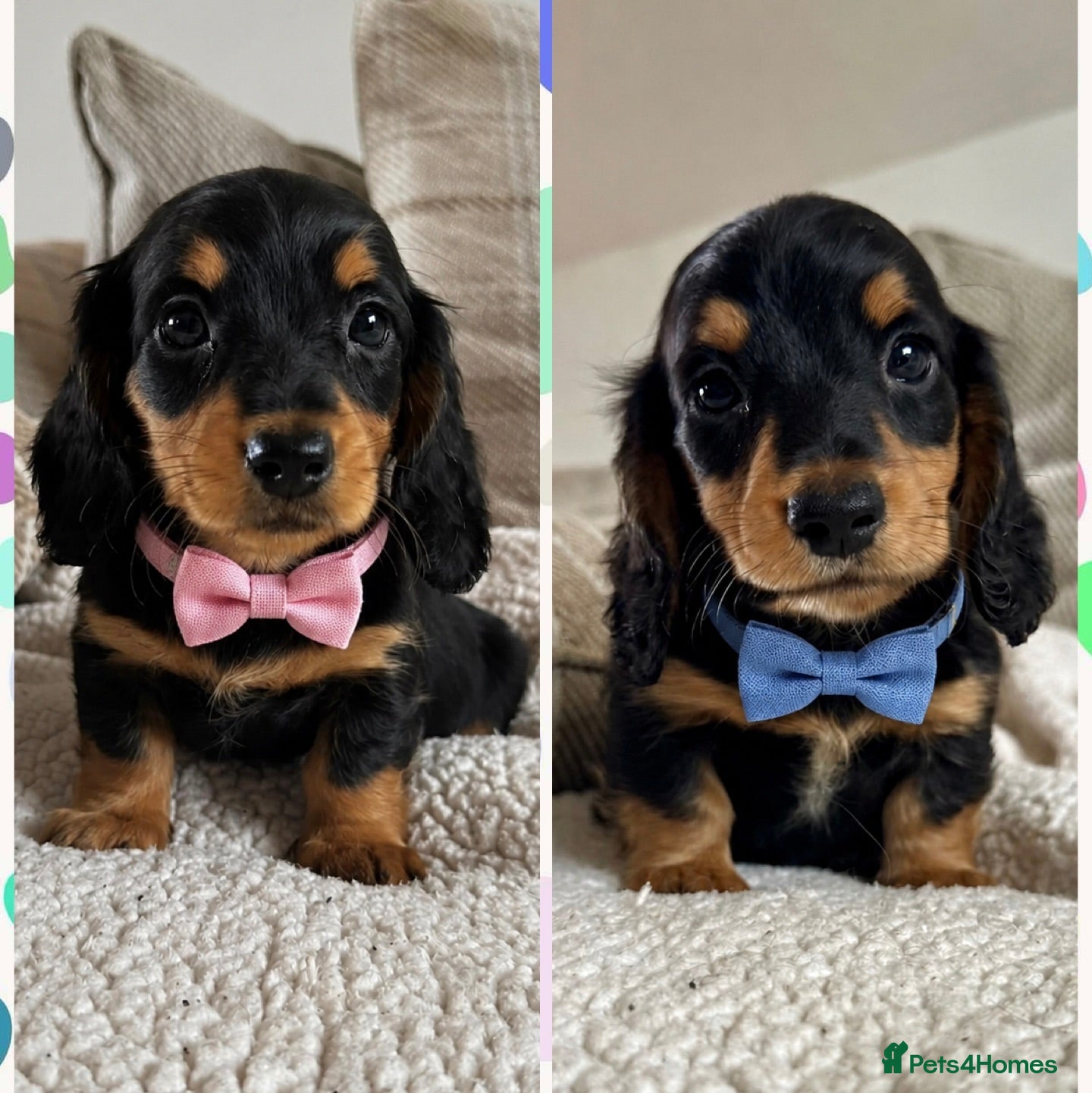 Dachshund dogs BEAUTIFUL LONGHAIR KC REG & PRA CLEAR MINI🩷💙 - Advert 1